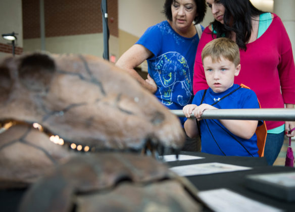 Easton Jones looks at fossils on a table outside of the main event hall at Jurassic Quest. Photo by Bobby Ellis, July 6, 2018