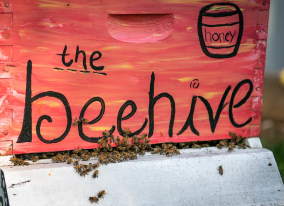 Honeybees go in and out as they gather pollen at Bowling Green High School. Photo by Bobby Ellis, Aug. 27, 2018