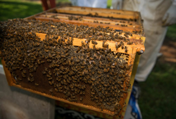 Honey bees crawl on honeycomb slats pulled from one of the two hives at Bowling Green High School (Bowling Green Independent). The bees program was started at BGHS by school psychologist Elizabeth Forbes in 2012. Photo by Bobby Ellis, Aug. 27, 2018