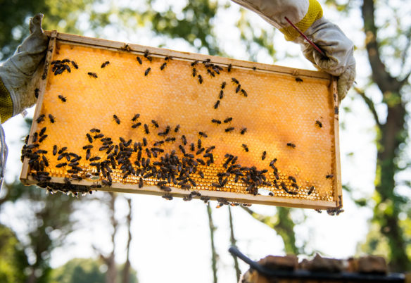 Elizabeth Forbes holds a honeycomb pulled from one of the two nests at Bowling Green High School (Bowling Green Independent). Photo by Bobby Ellis, Aug. 27, 2018