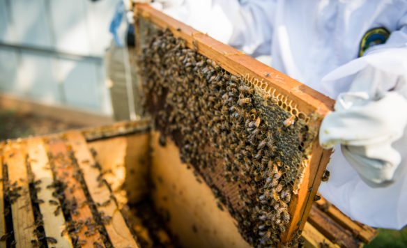 Abby Adams-Smith, a 10th-grader at Bowling Green High School, pulls a honeycomb slat from one of the hives. Photo by Bobby Ellis, Aug. 27, 2018