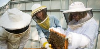 Elizabeth Forbes shows Sam Garbin, left, and Abby Adams-Smith brood cells inside of the honey bee hive. Photo by Bobby Ellis, Aug. 27, 2018
