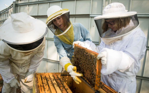 Elizabeth Forbes shows Sam Garbin, left, and Abby Adams-Smith brood cells inside of the honey bee hive. Photo by Bobby Ellis, Aug. 27, 2018