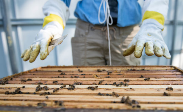 Elizabeth Forbes opens up one of the BGHS hives. Photo by Bobby Ellis, Aug. 27, 2018