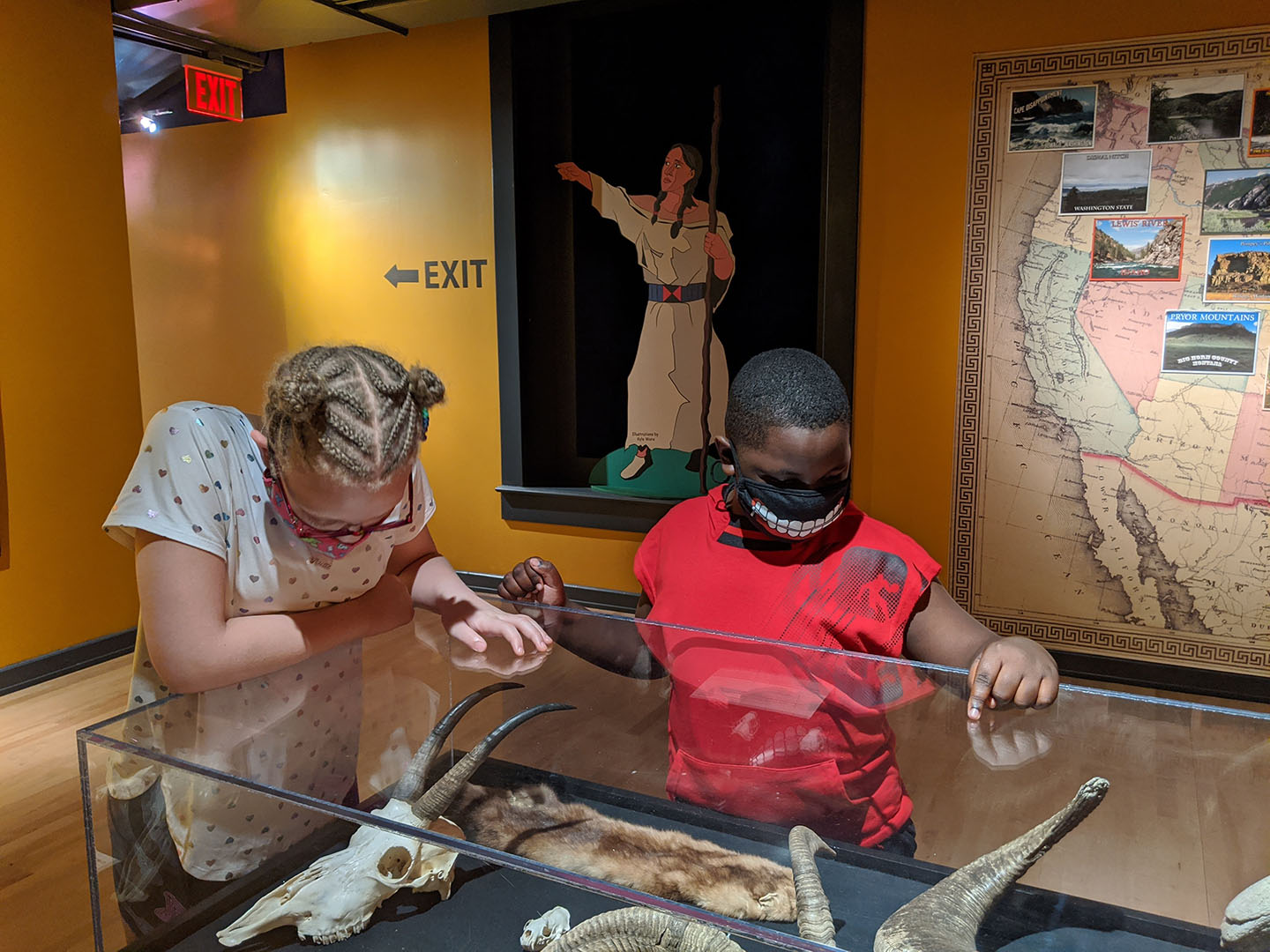 A young boy and a girl stand over a glass case in a museum looking at animal skulls and pelts.