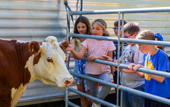 A group of students pet a cow