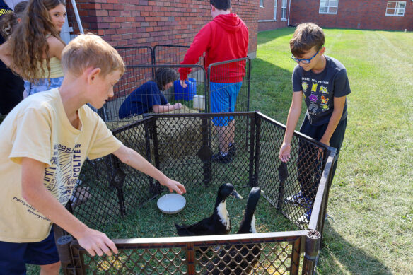 A couple students reach into a pen with a black fence where two ducks are walking around