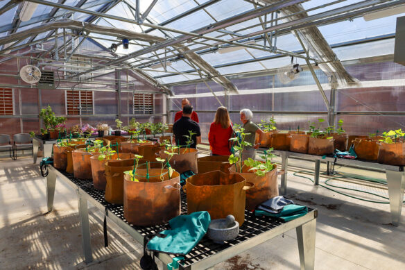 Four people stand in a greenhouse with young plants growing in arrangements with brown bags
